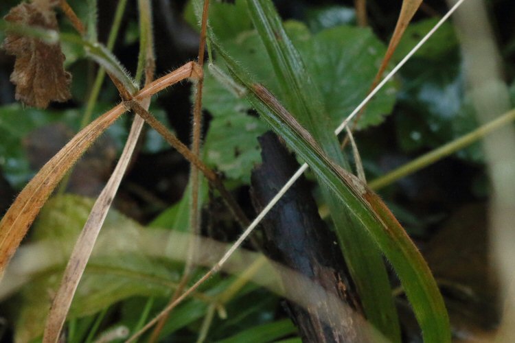 leaf distorted