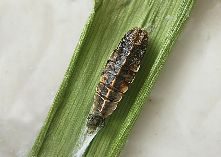 exuviae