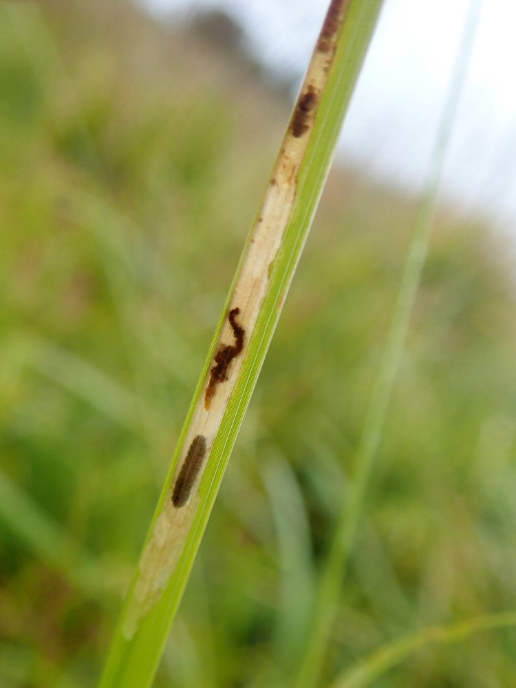 larva in mine