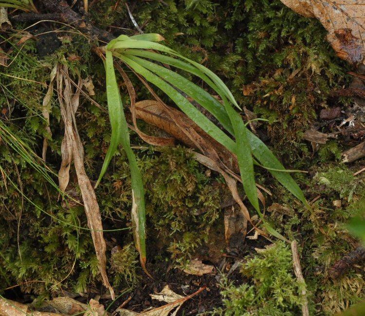 mine in situ