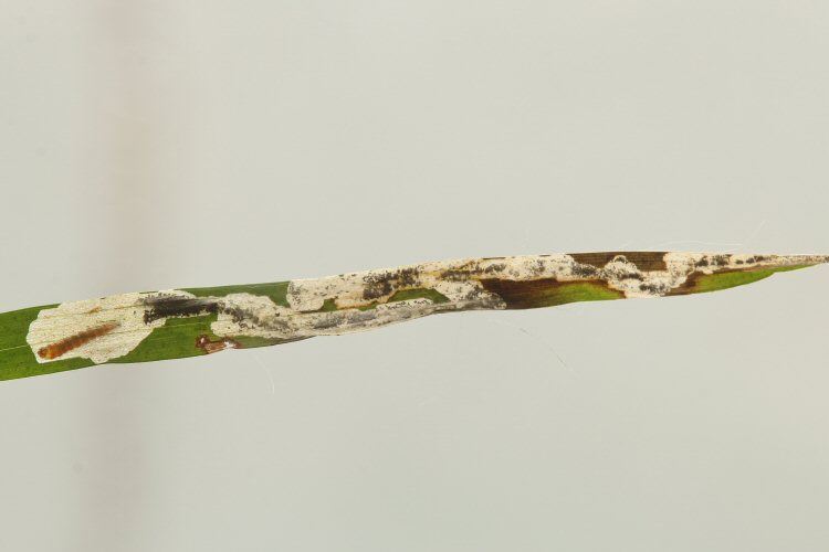 larva in mine