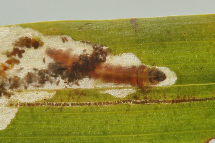 mature larva