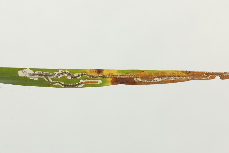 larva in mine