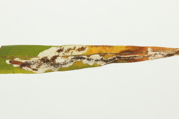 larva in mine