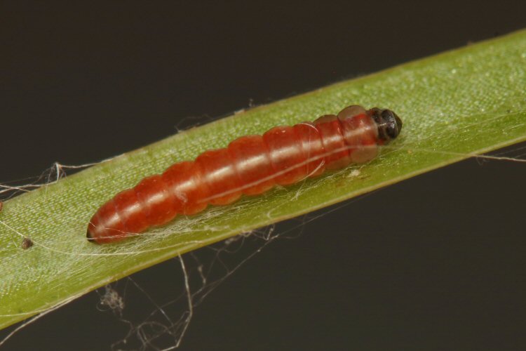 larva starting tp pupate