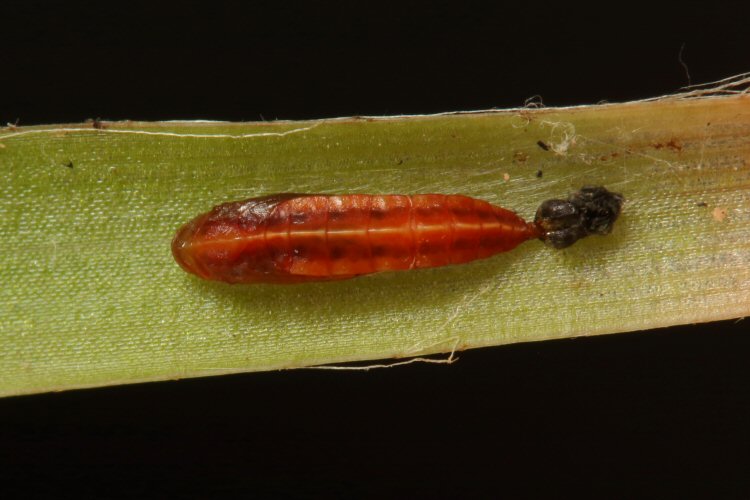 pupa