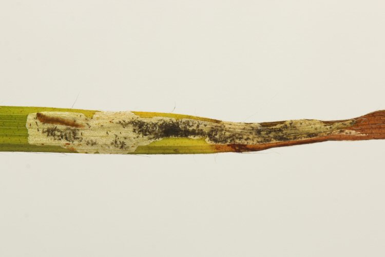larva