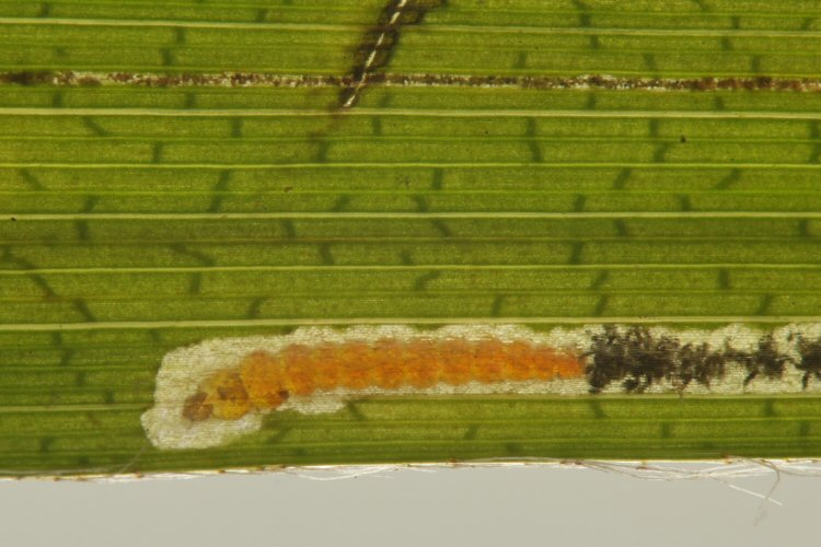 larva