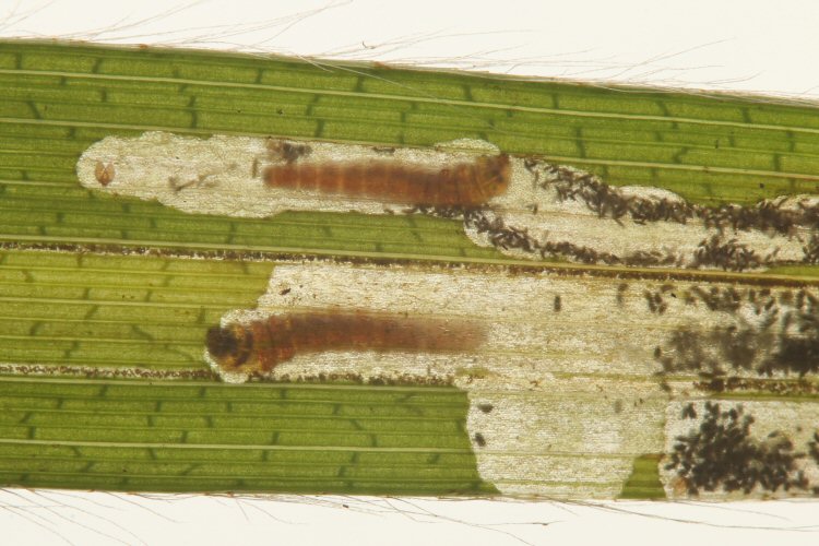 two larvae mining a leaf