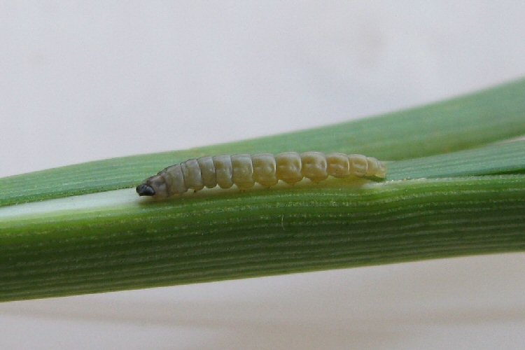 larva