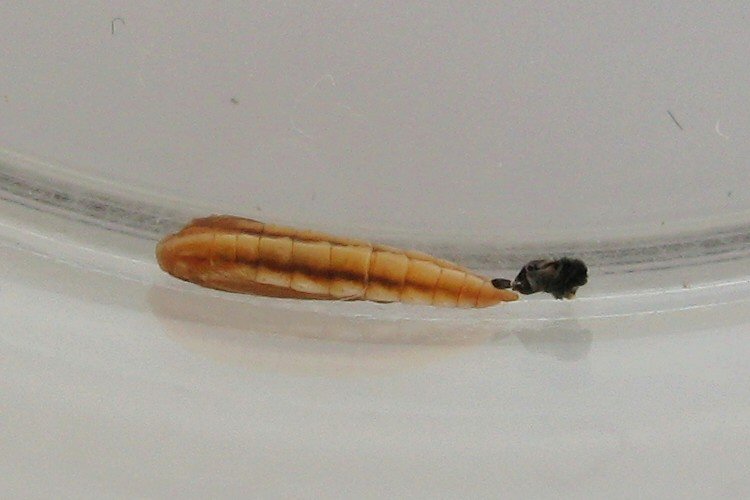 pupa