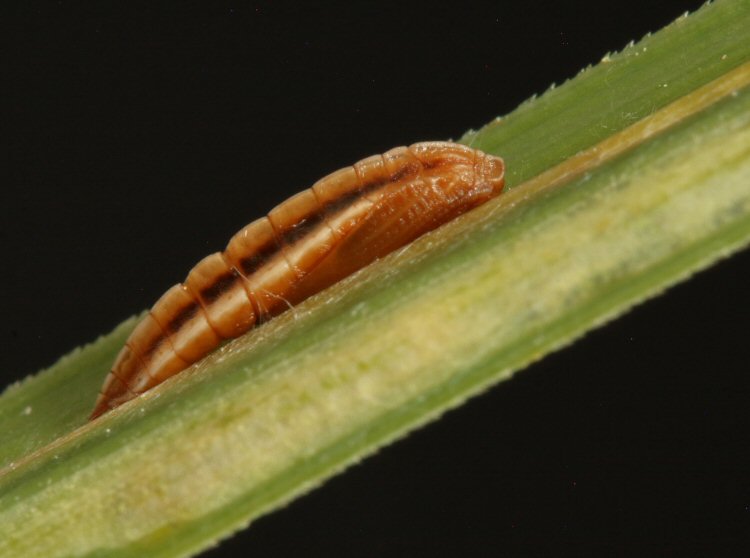 piupa lateral view