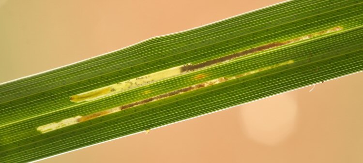 larvae in mines