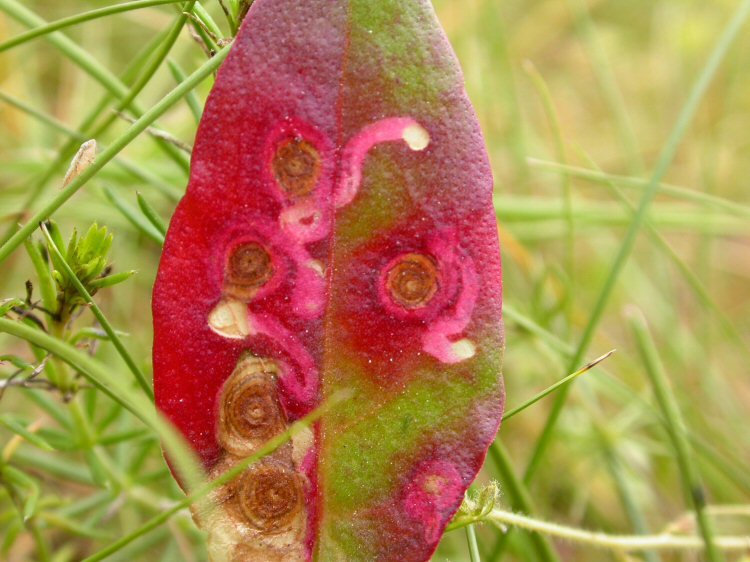 the leaf turns red