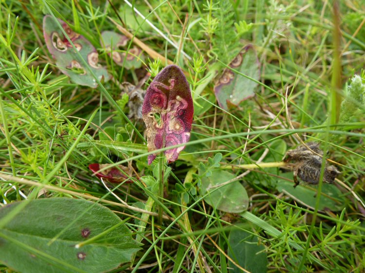 mined leaves