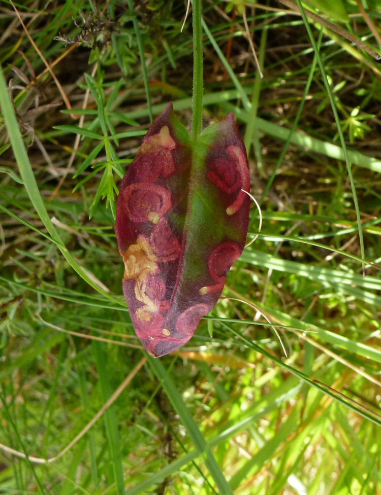 the leaf turns red