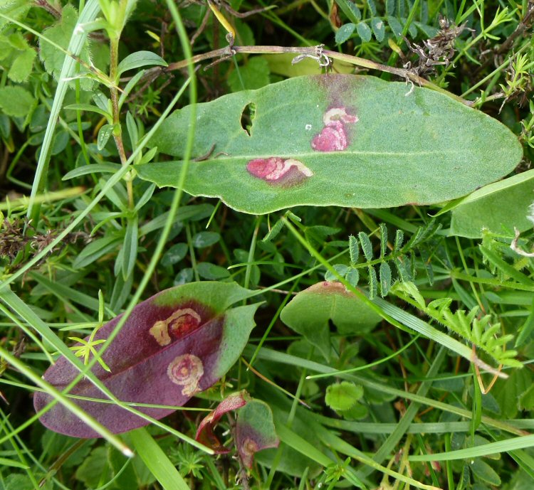 the leaf turns red