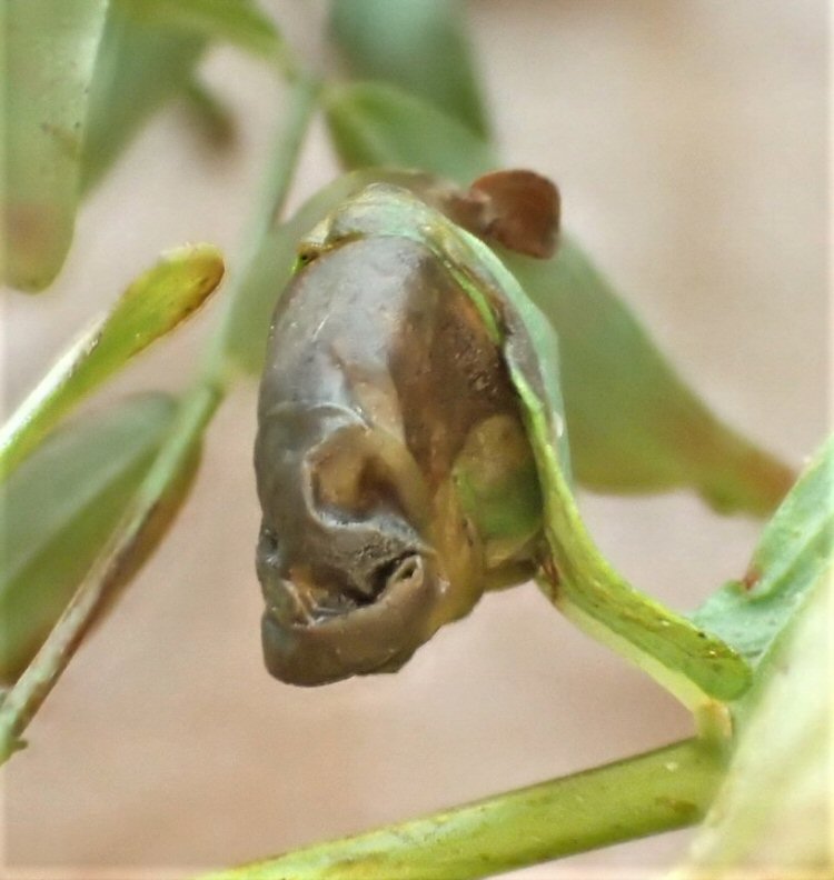 leaf roll