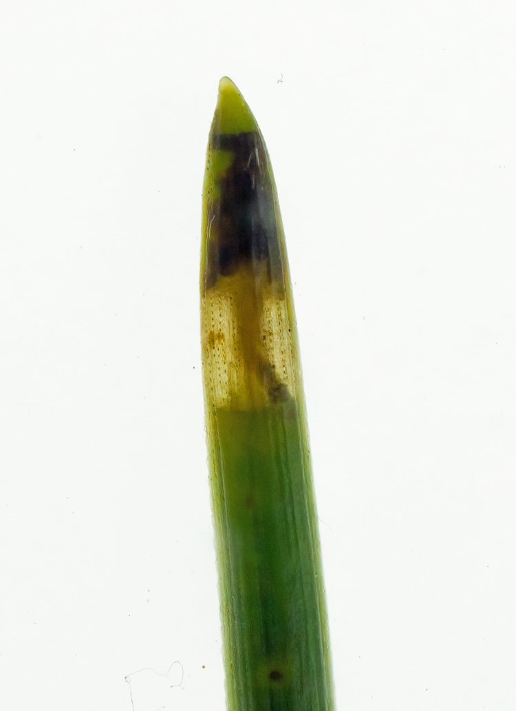 larva in mine