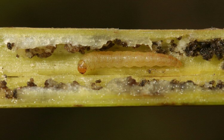 larva