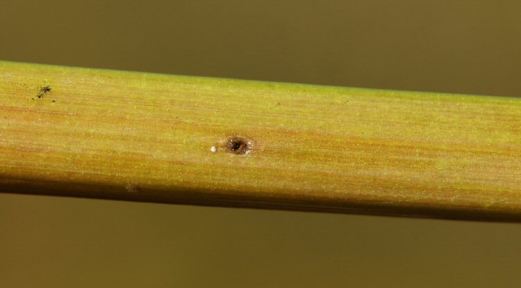 larval entry hole
