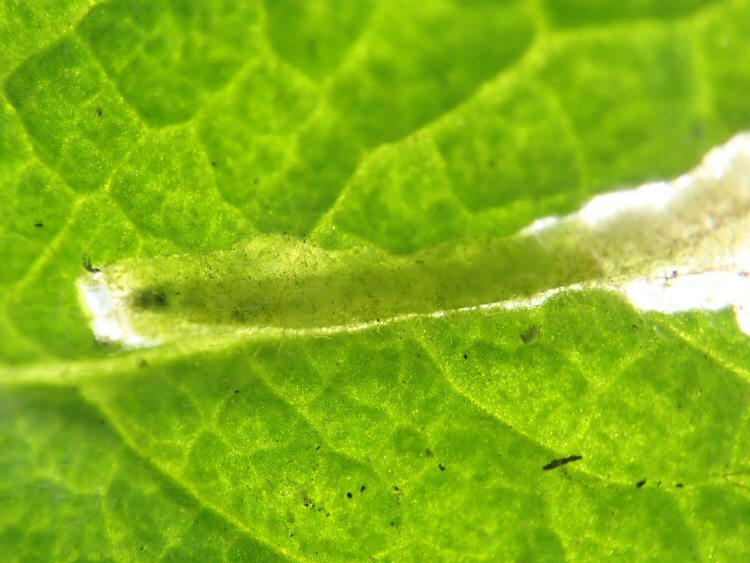 larva in mine