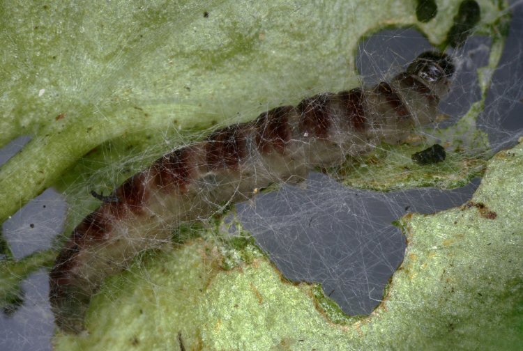 larva