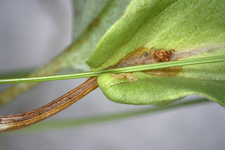 larva