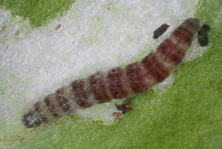 larva