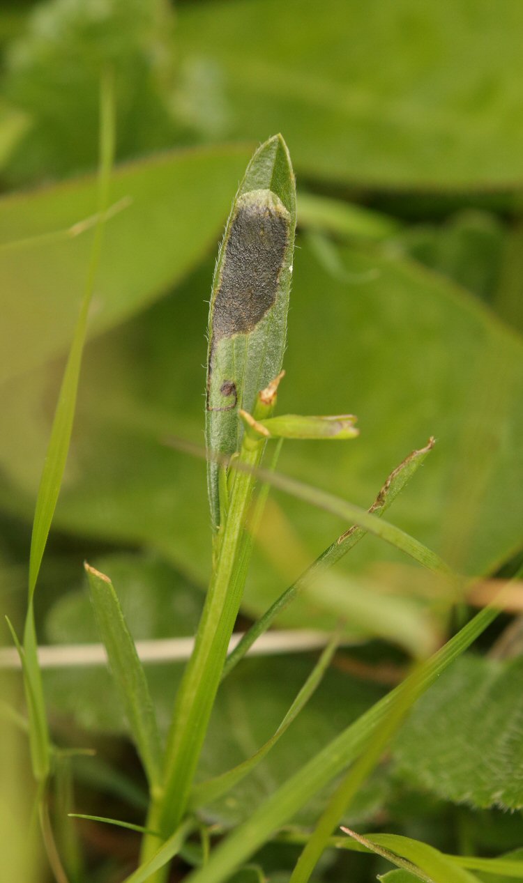mine on Dyer's Greenweed