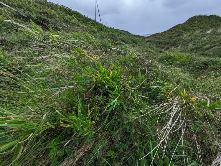 habitat