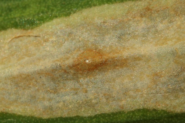 egg