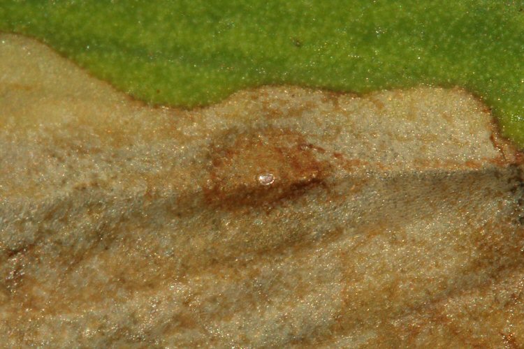 egg