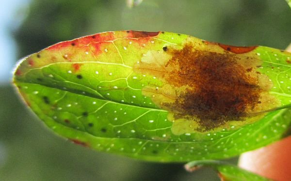 larva in mine