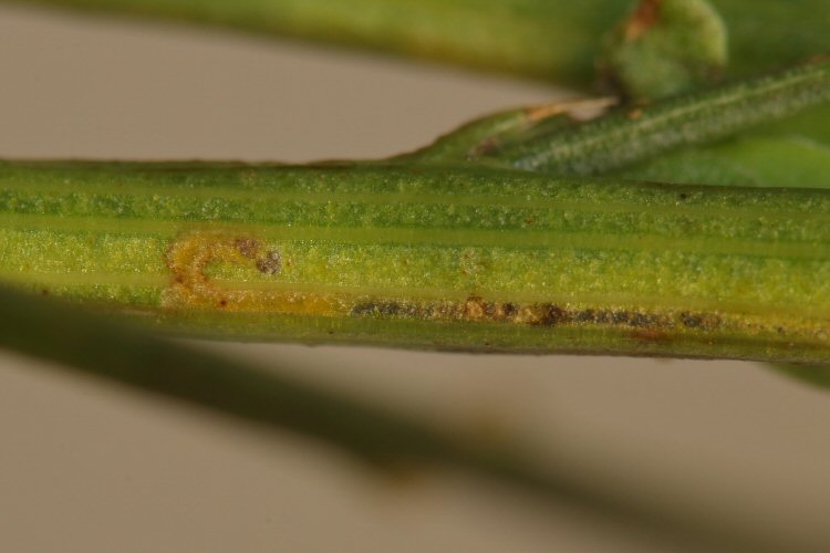 larva in mine