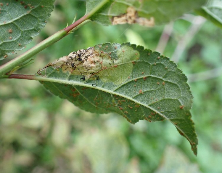 frass extruded beneath the leaf