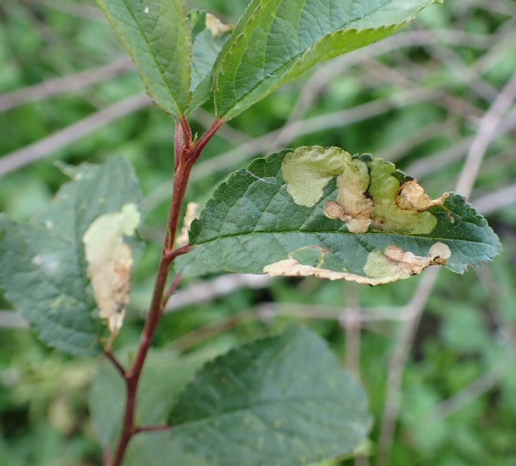 white blotch mines 