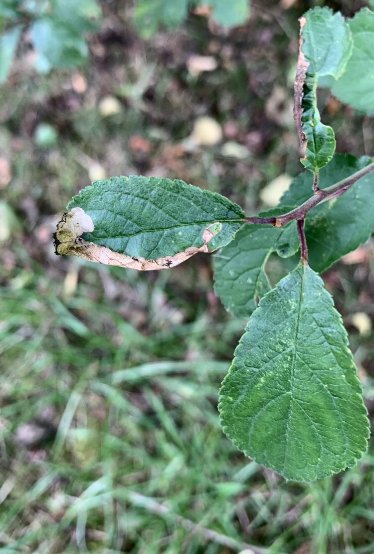upper surface of leaf