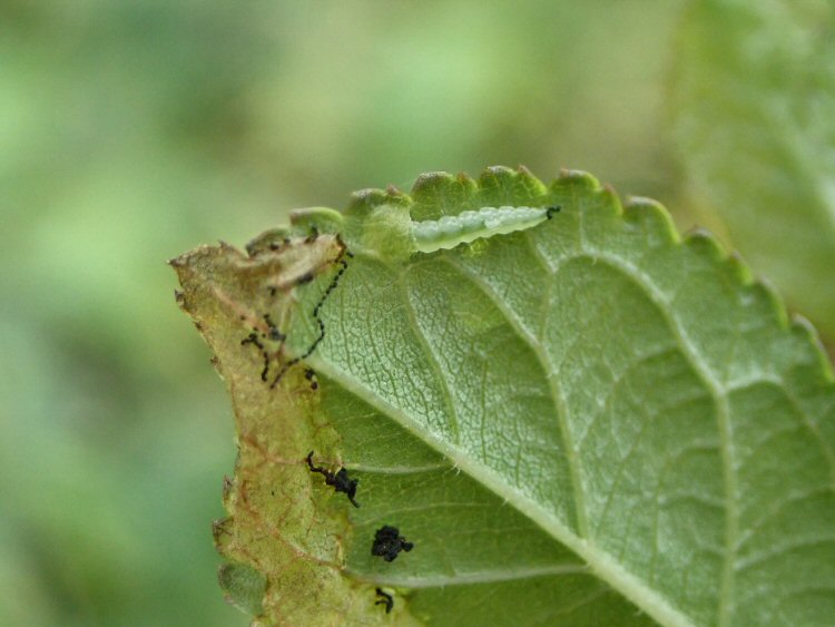 larva