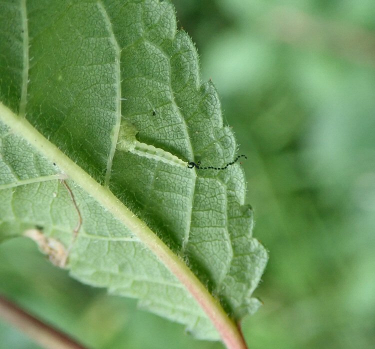 larva entering a leaf