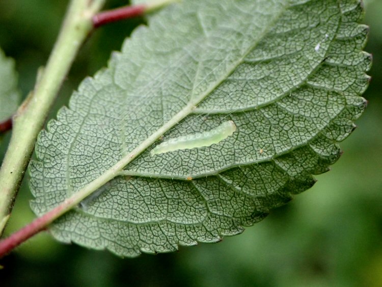 larva cocooning