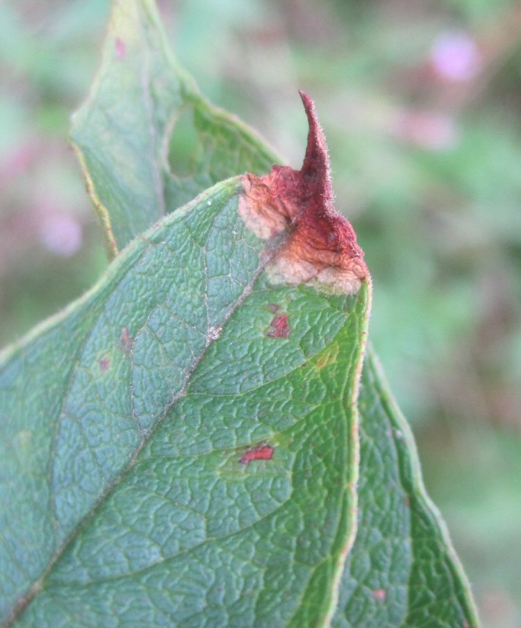 blotch mines at leaf tip