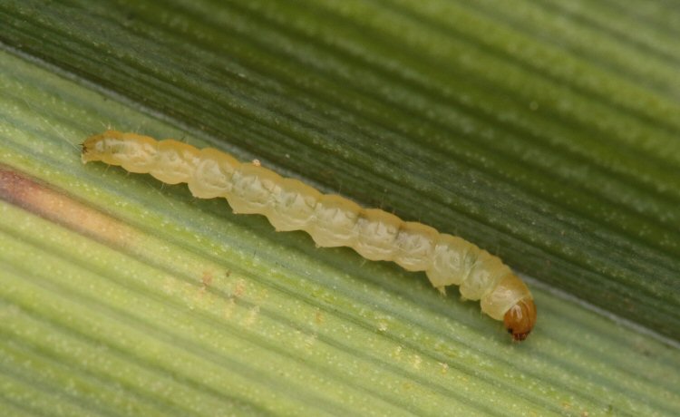 larva
