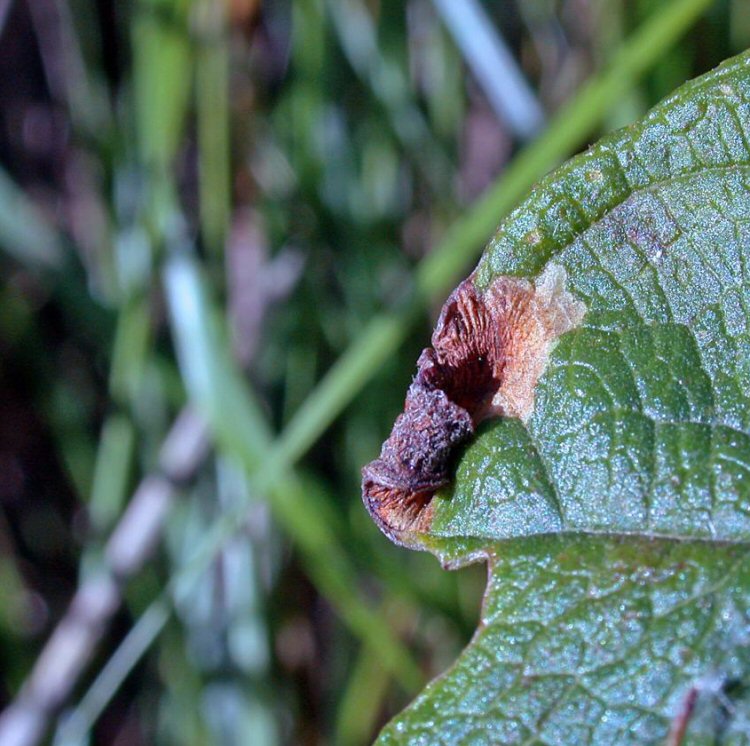 leaf tip mine