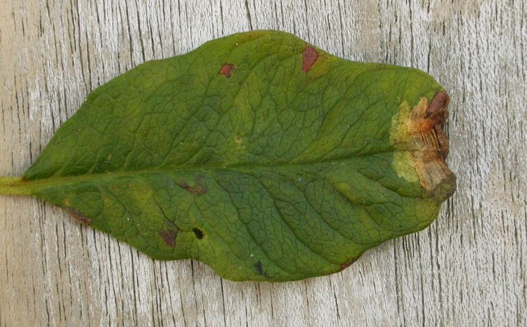 blotch mines are formed at the leaf edge or tip