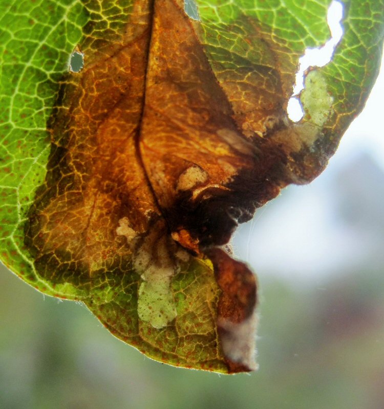 galleries lead from blotch