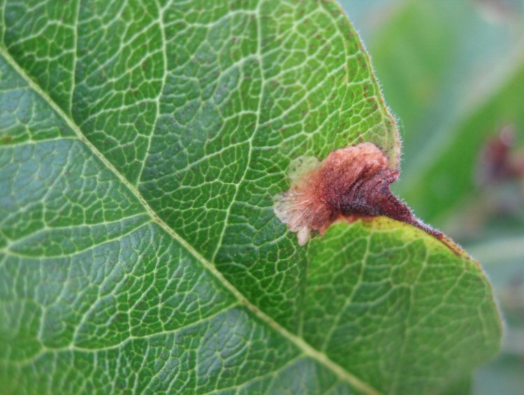 blotch mine at leaf edge