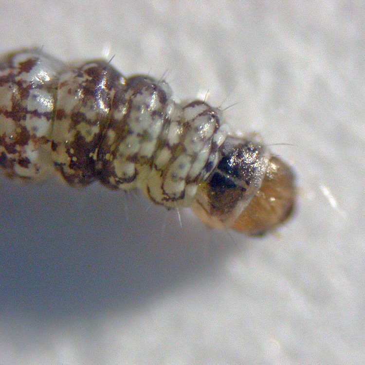 dorsal view of head