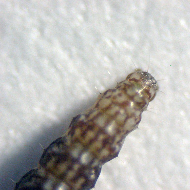 dorsal view of rear