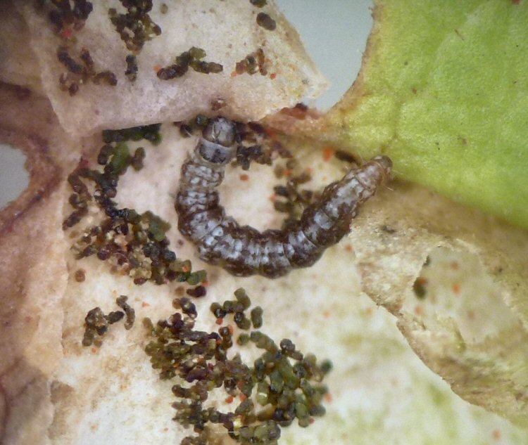 larva and silk